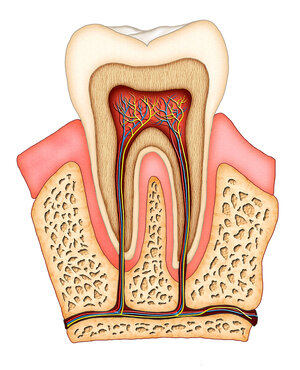 illustrated internal diagram of tooth, Guelph, ON root canal treatment
